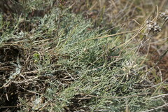 Astragalus tenuifolius