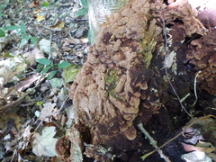 Phlebia radiata