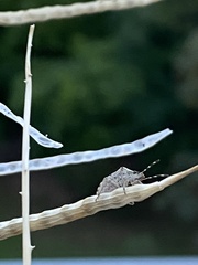 Rhaphigaster nebulosa