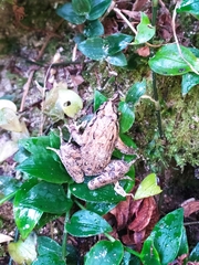 Discoglossus galganoi