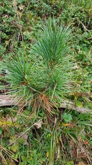 Pinus cembra