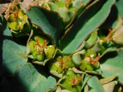 Euphorbia tuberosa