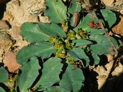 Euphorbia tuberosa