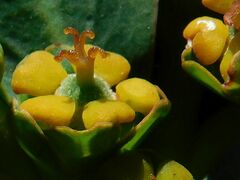 Euphorbia tuberosa