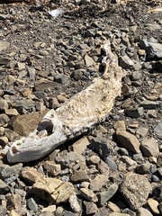 Acipenser transmontanus