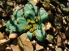 Euphorbia tuberosa