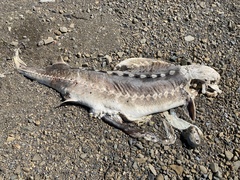 Acipenser transmontanus