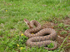 Vipera aspis