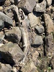 Acipenser transmontanus