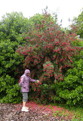 Crinodendron hookerianum