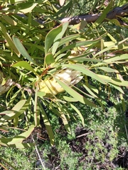 Protea repens