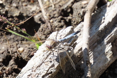 Orthetrum caledonicum