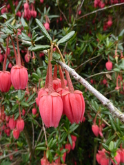 Crinodendron hookerianum