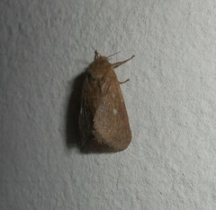 Pharmacis aemilianus