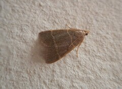 Hypsopygia glaucinalis