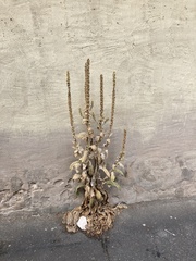 Verbascum thapsus