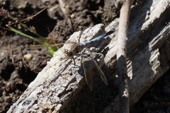 Orthetrum caledonicum