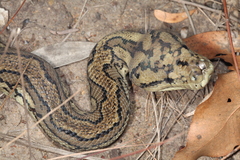 Morelia spilota