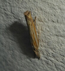 Agriphila