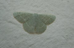 Phaiogramma etruscaria