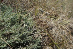 Astragalus tenuifolius