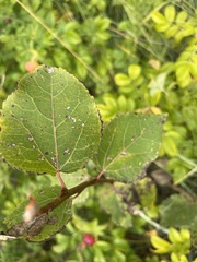 Populus tremula