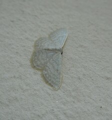 Idaea subsericeata