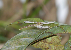 Hemigomphus heteroclytus