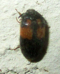 Attagenus rufiventris