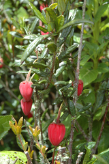 Crinodendron hookerianum