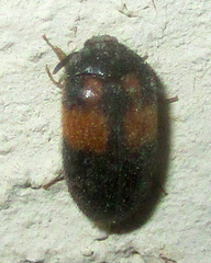 Attagenus rufiventris