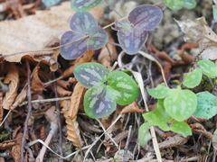 Hepatica nobilis
