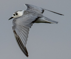 Chlidonias leucopterus