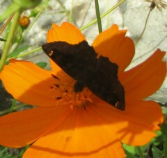 Nisoniades macarius