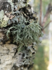 Evernia mesomorpha