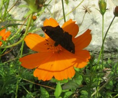Nisoniades macarius