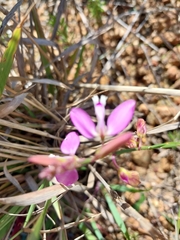 Polygala