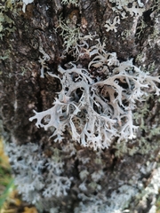 Pseudevernia