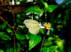 Eurema hecabe
