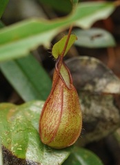 Nepenthes tentaculata
