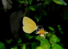 Eurema hecabe