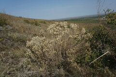Jurinea stoechadifolia