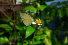 Eurema hecabe