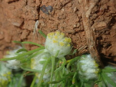 Myriocephalus pygmaea
