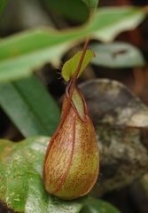 Nepenthes tentaculata