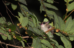 Cercartetus caudatus