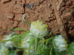 Myriocephalus pygmaea