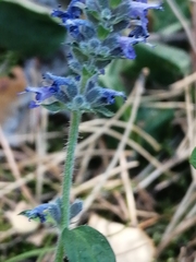 Nepeta multifida