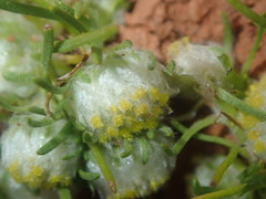 Myriocephalus pygmaea
