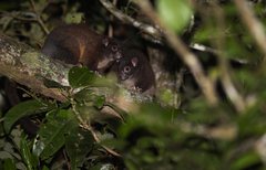 Hemibelideus lemuroides